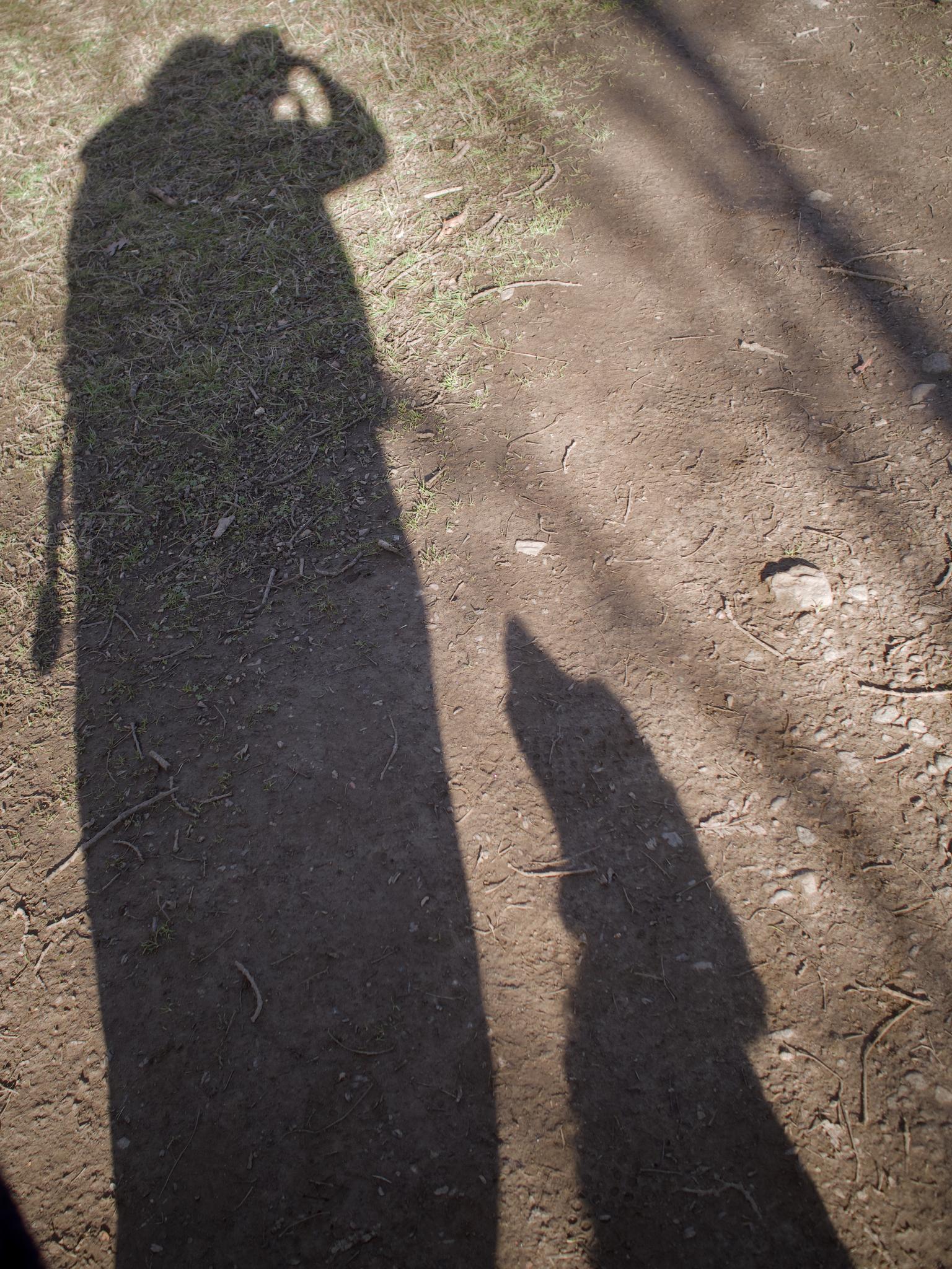 Long shadows of a photographer and their dog on a sunlit path
